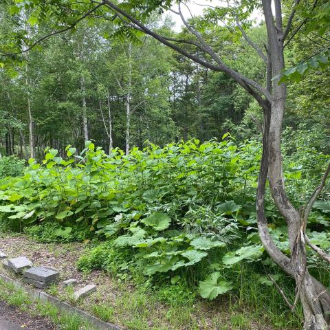 Royal Town Onsen land #2